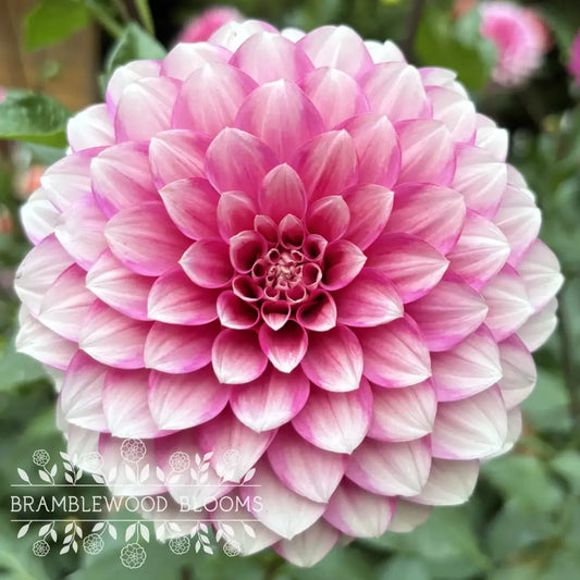 Amelia Bedelia tuber