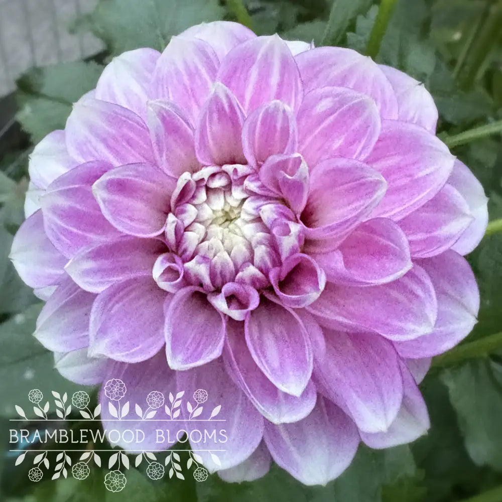 Blackberry Ice tuber