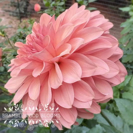 Cara Elizabeth tuber