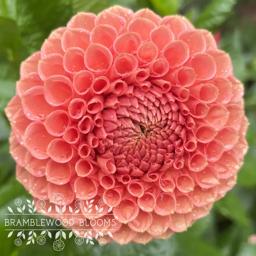 Crazy 4 Wylie Quinn tuber