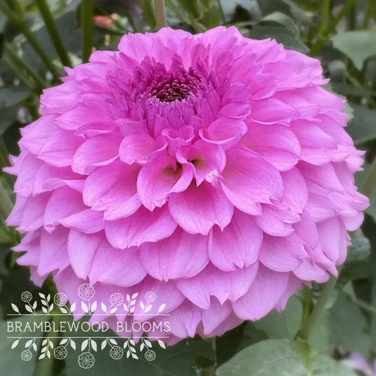 Ferncliff Pincushion tuber