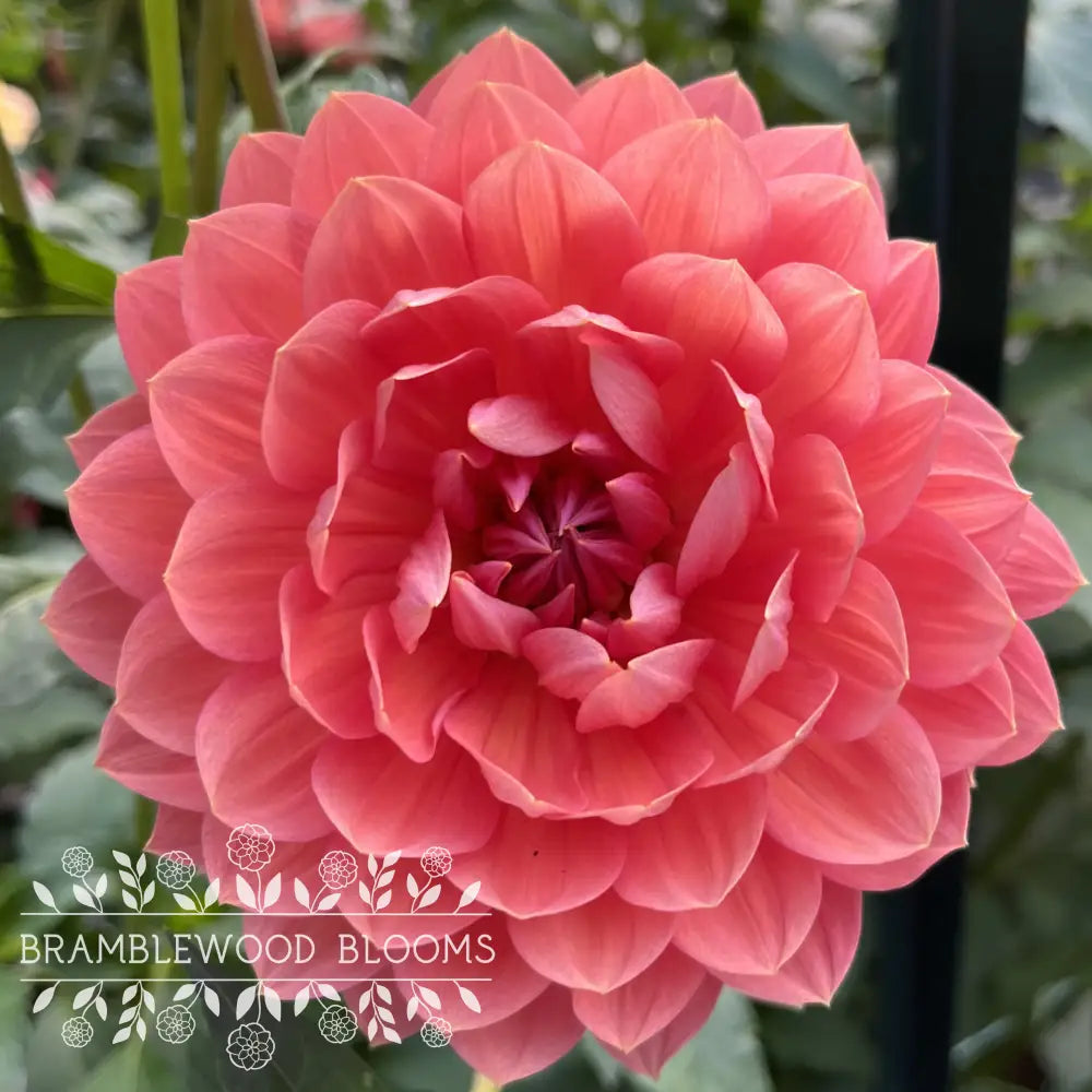 Hollyhill Daydream tuber