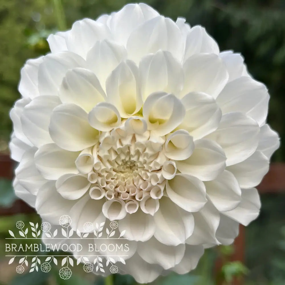 Irish Ruffles tuber