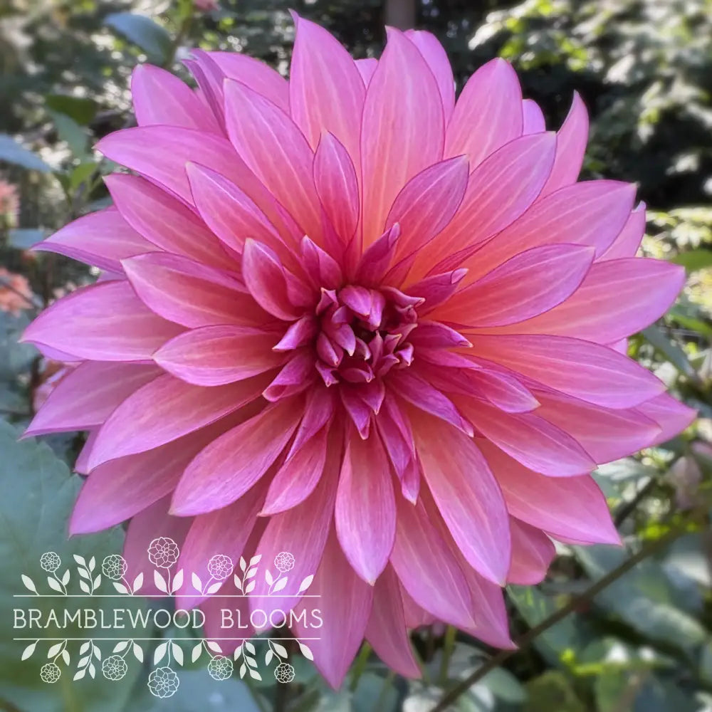 Sandia Ruthie tuber