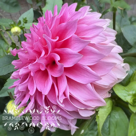 Wyn’s Pink Pearl tuber