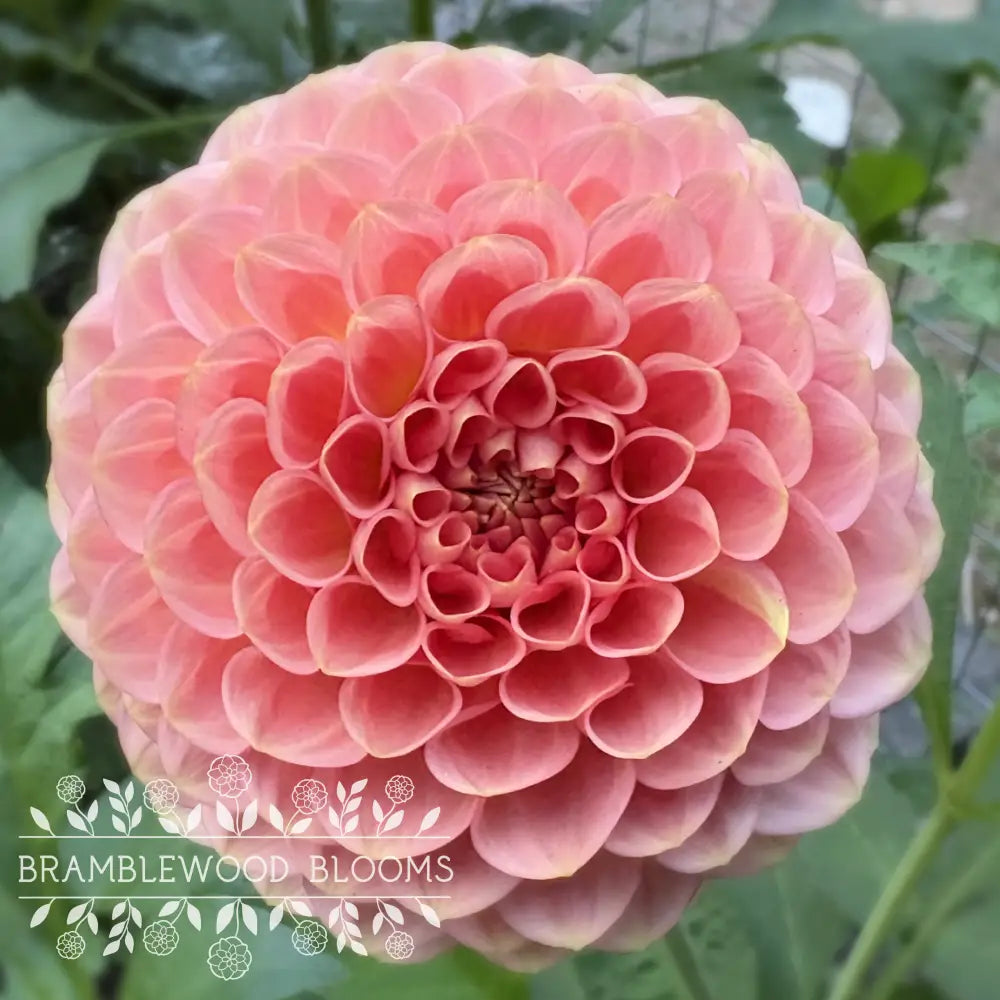 20th Ave Softer Peach tuber