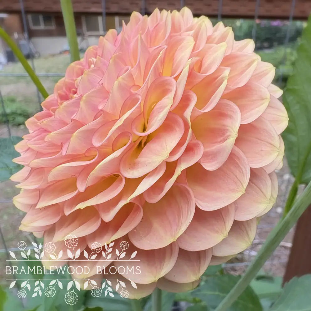 20th Ave Softer Peach tuber