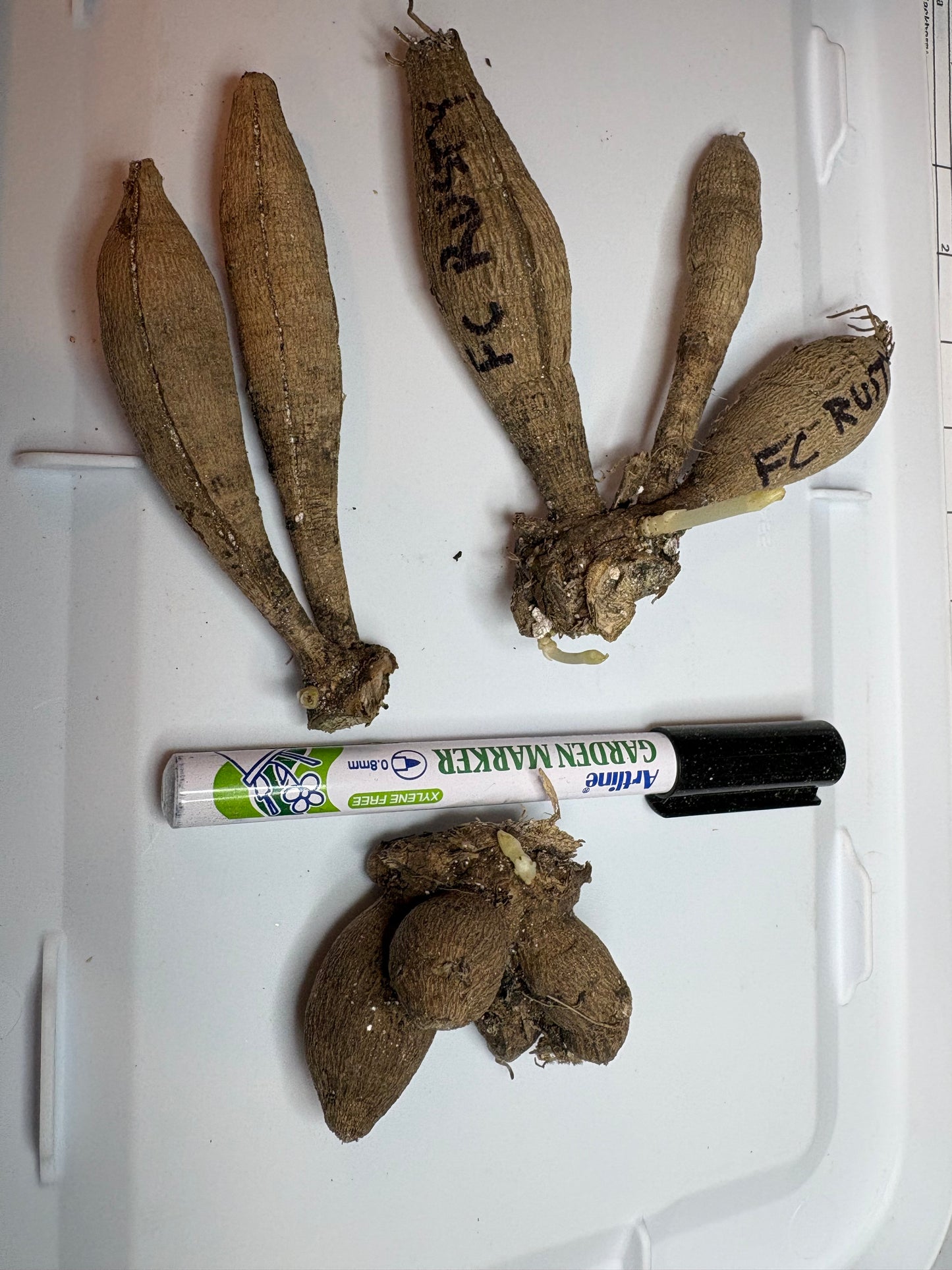 #Ugly Tubers
