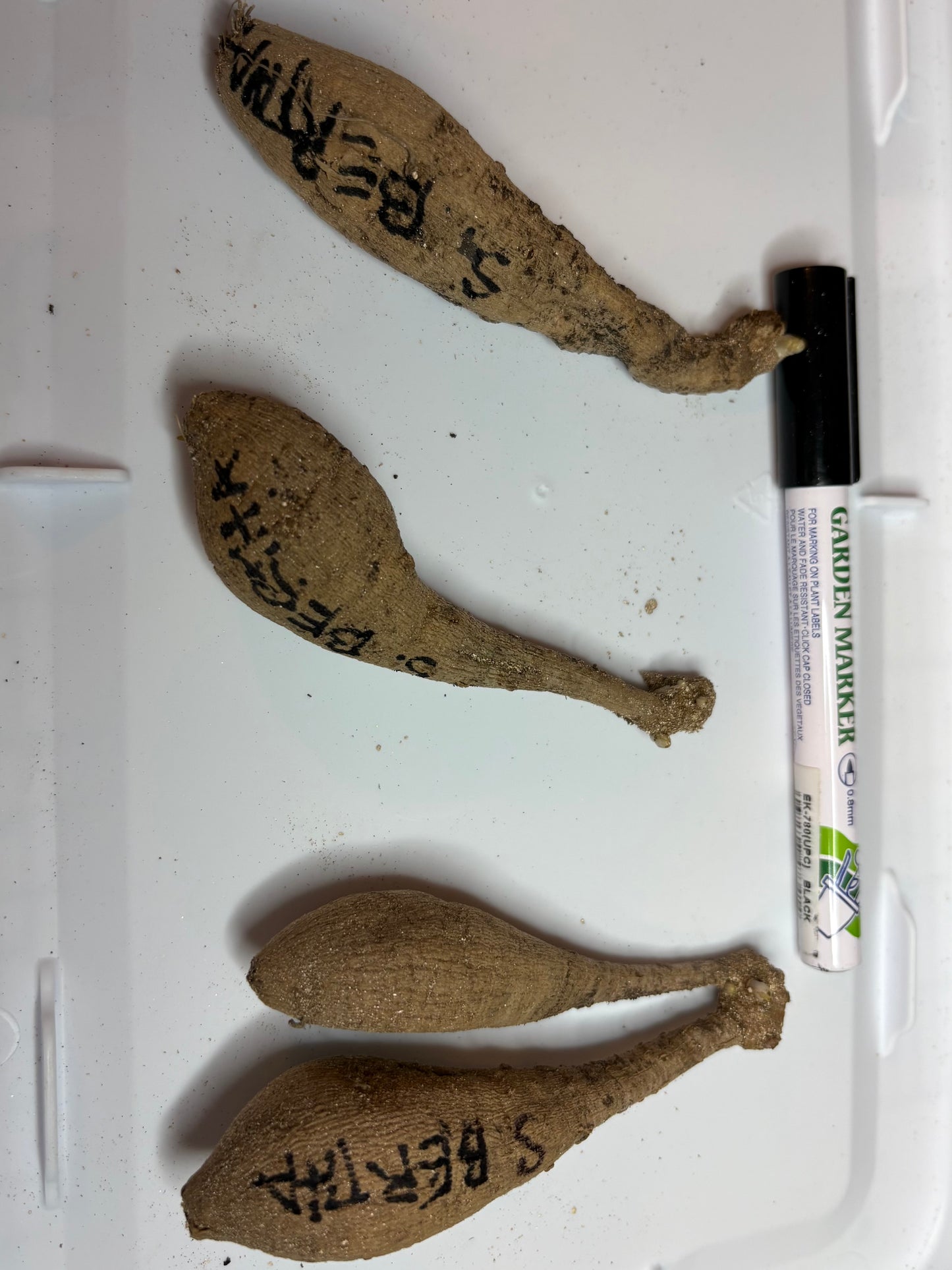 #Ugly Tubers
