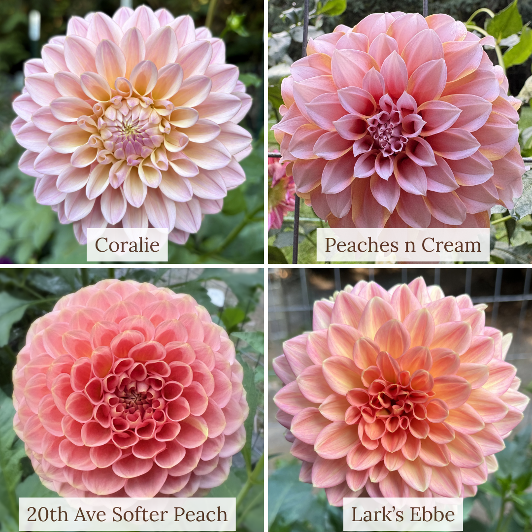 #Bundle - Peachy Pink Garden Staples