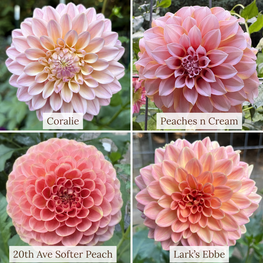 #Bundle - Peachy Pink Garden Staples