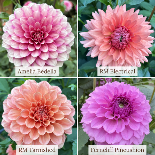 #Bundle - Erin's Favorites