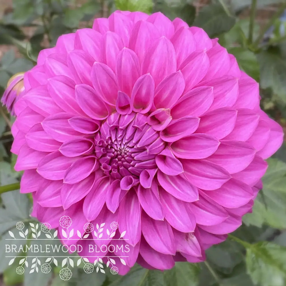 Allen’s Foxy Lady tuber
