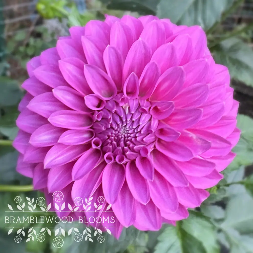 Allen’s Foxy Lady tuber