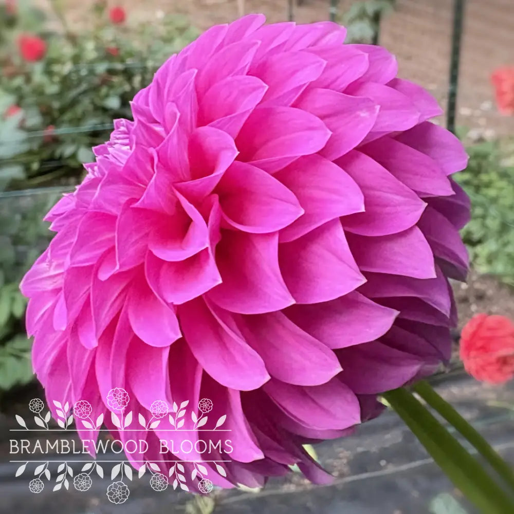 Allen’s Foxy Lady tuber