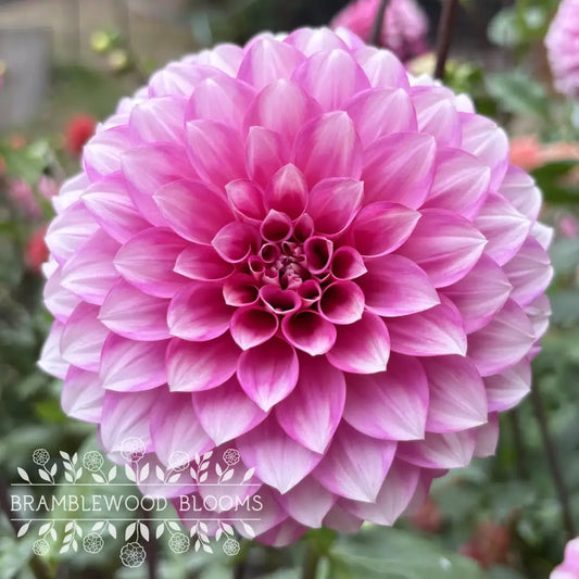 Amelia Bedelia tuber