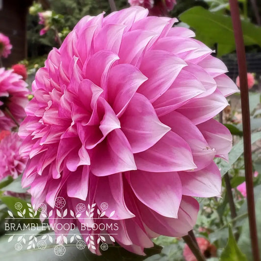 Amelia Bedelia tuber