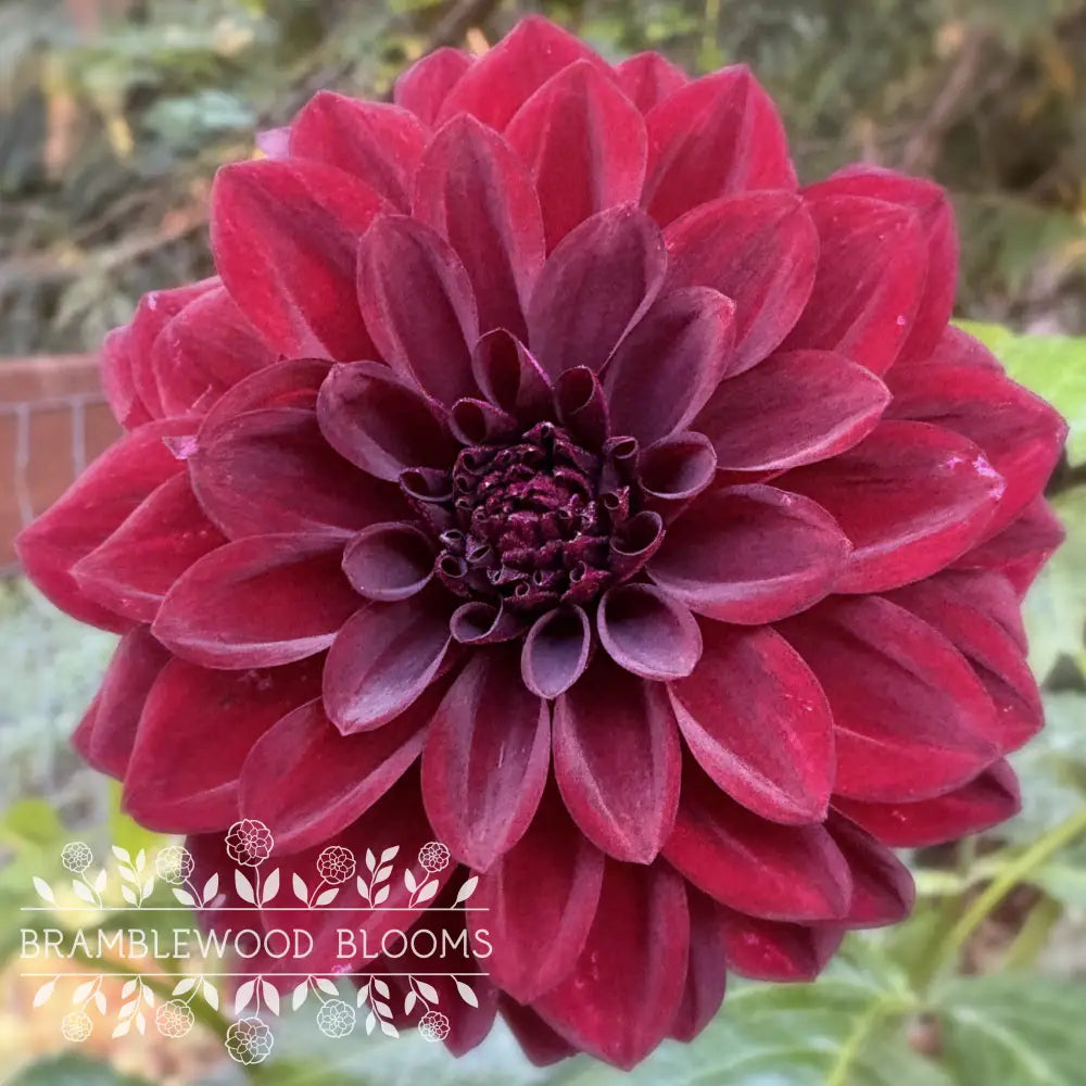 Black Satin tuber