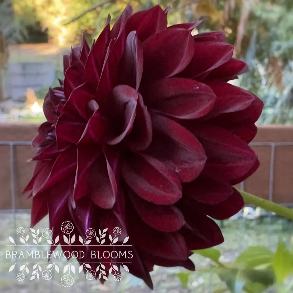 Black Satin tuber