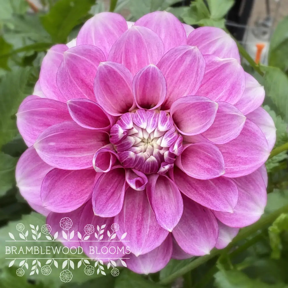 Blackberry Ice tuber