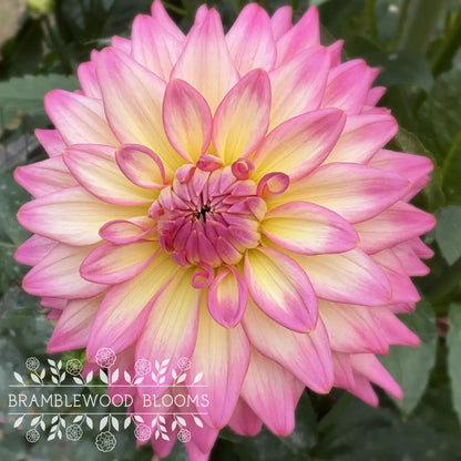 Bloomquist Parasol tuber