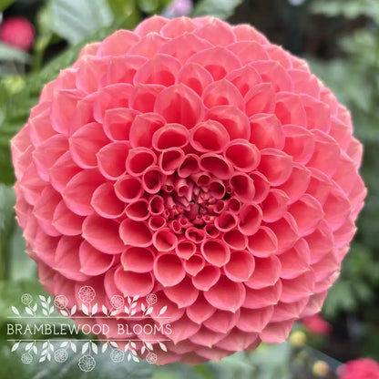 Crazy 4 Wylie Quinn tuber