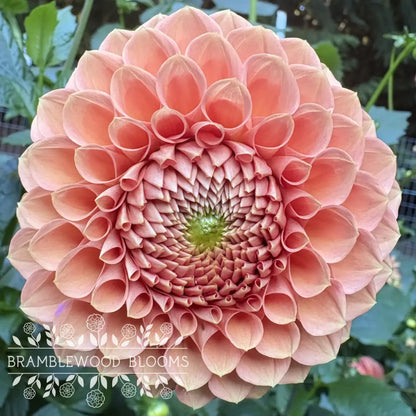 Crazy 4 Wylie Quinn tuber