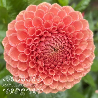 Crazy 4 Wylie Quinn tuber