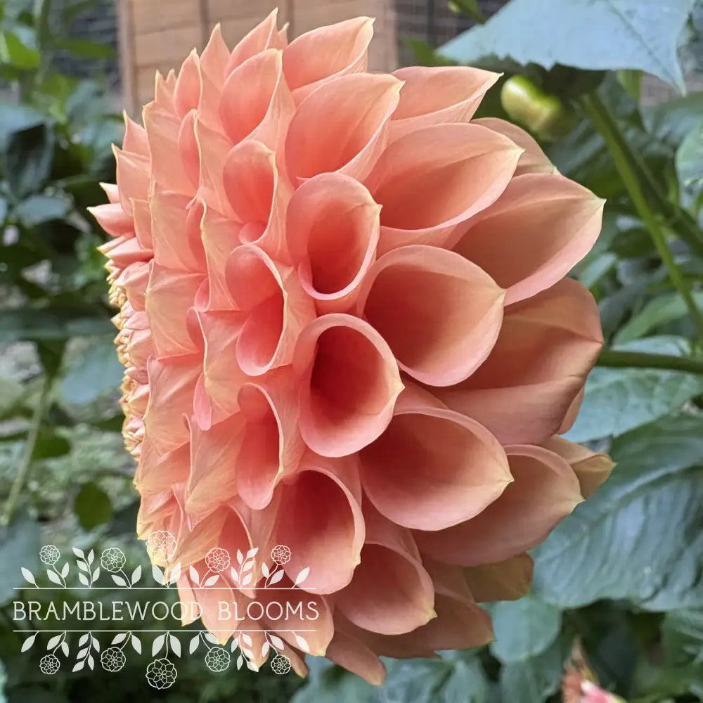 Crazy 4 Wylie Quinn tuber