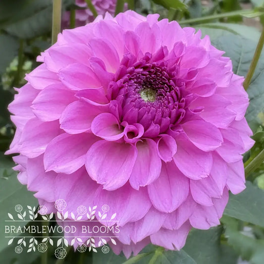 Ferncliff Pincushion tuber