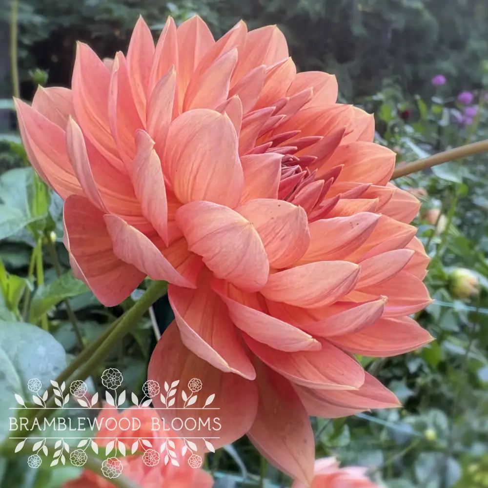 Hollyhill Daydream tuber
