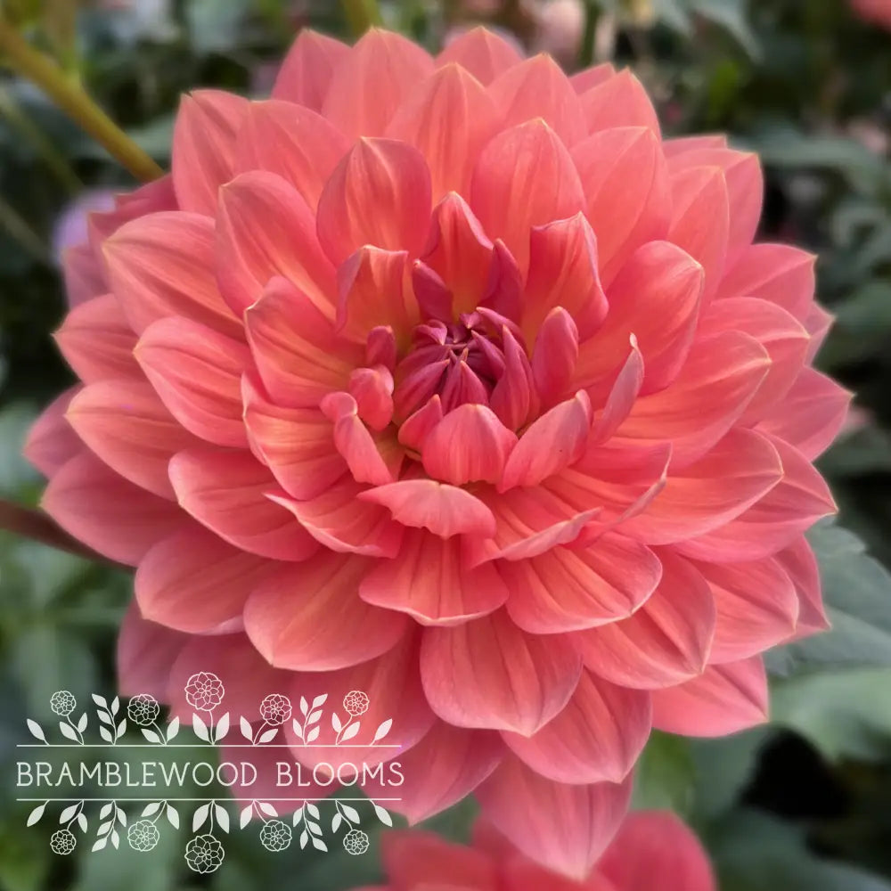 Hollyhill Daydream tuber