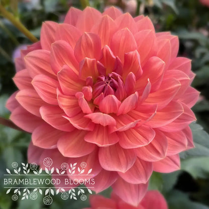Hollyhill Daydream tuber