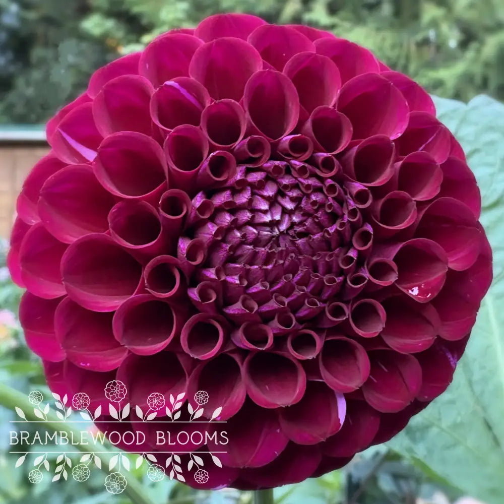 Irish Blackberry tuber