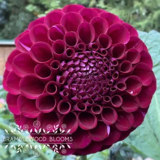 Irish Blackberry tuber