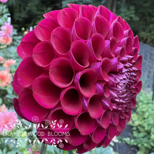 Irish Blackberry tuber