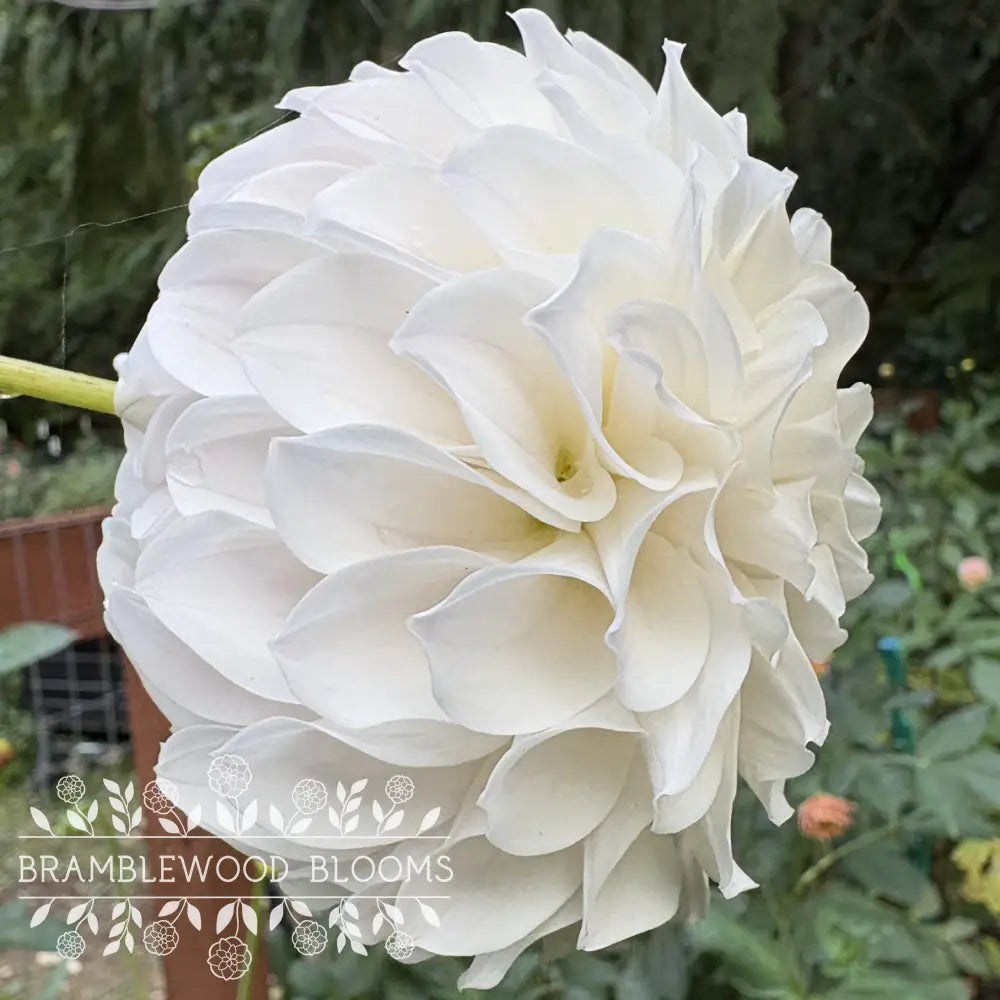 Irish Ruffles tuber