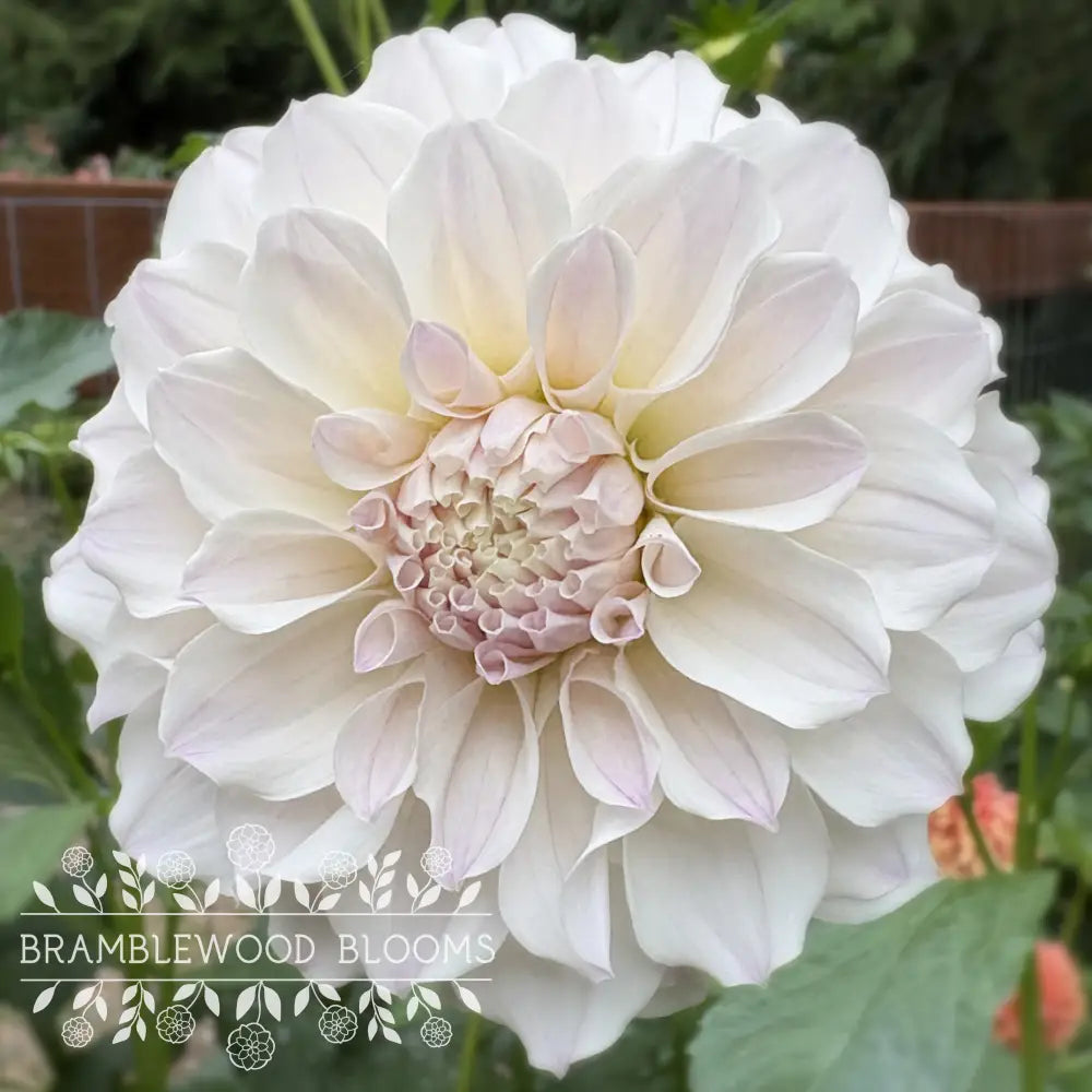 Irish Ruffles tuber