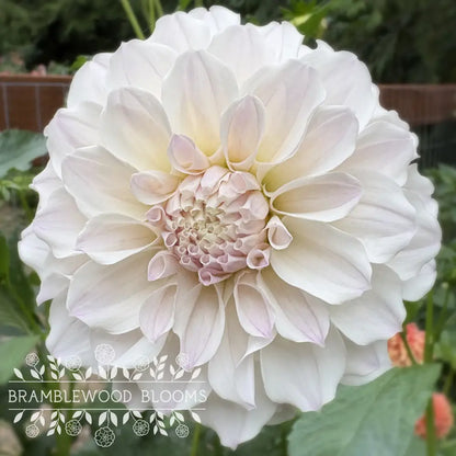 Irish Ruffles tuber