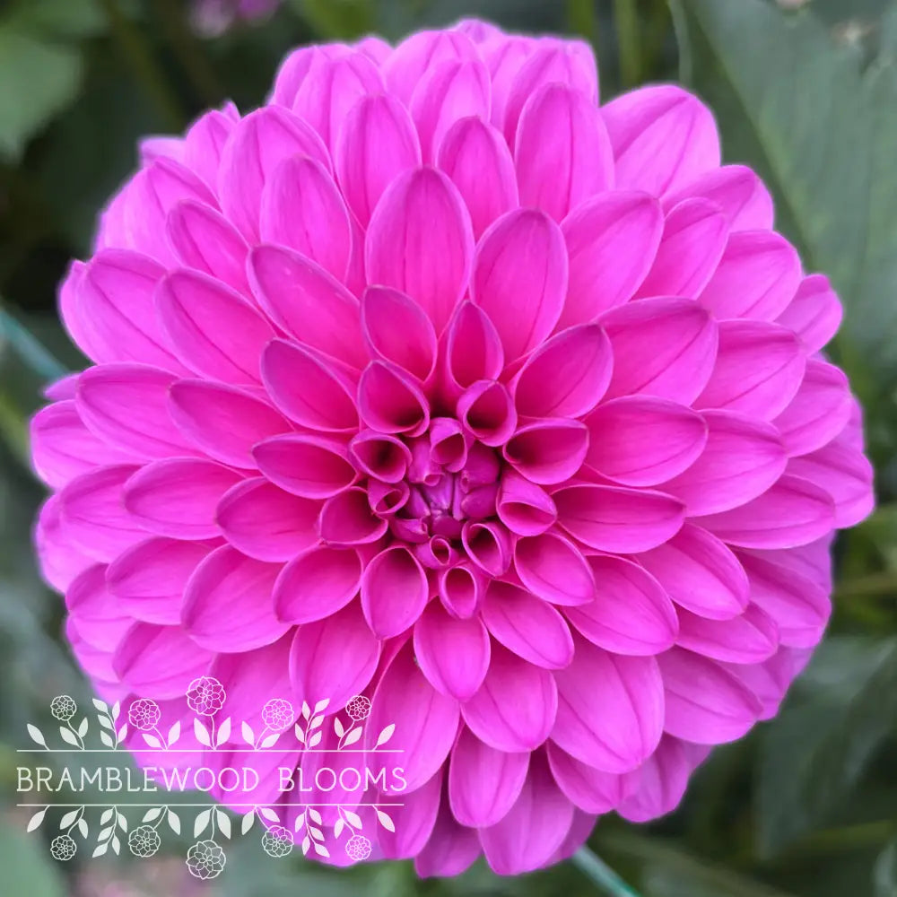 Ivy Rose tuber