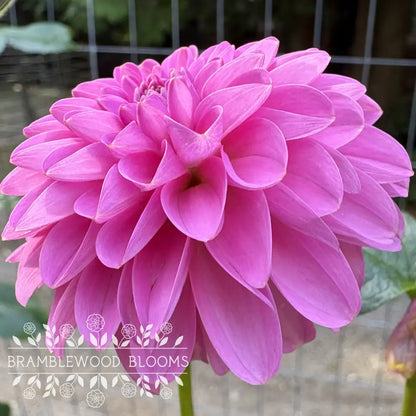 Ivy Rose tuber