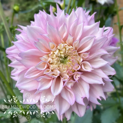 Lee’s Coquette tuber