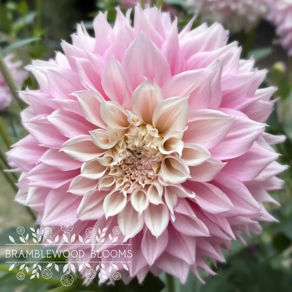 Lee’s Coquette tuber