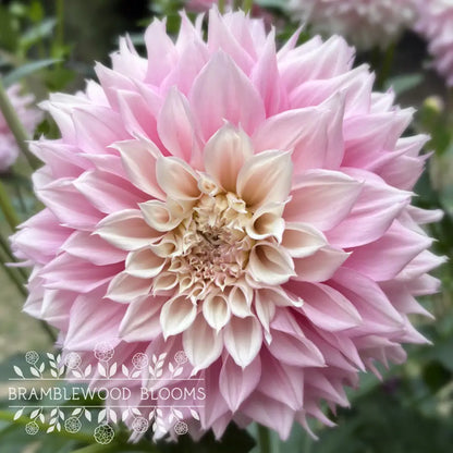 Lee’s Coquette tuber