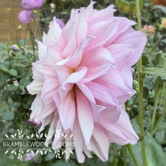 Lee’s Coquette tuber