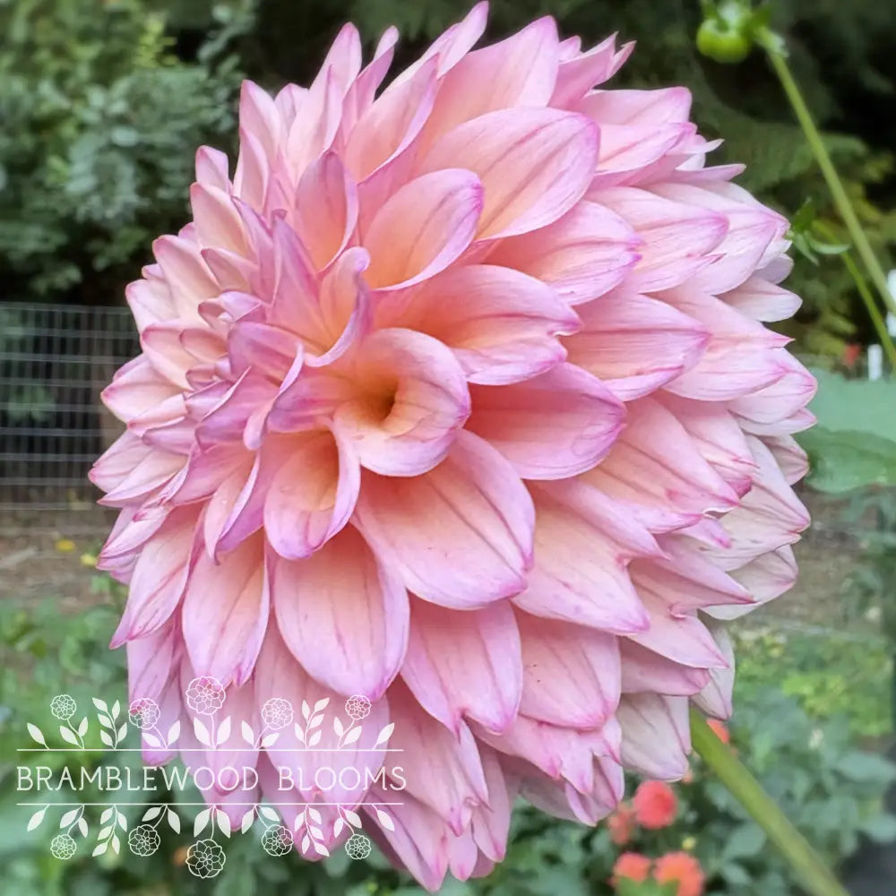 Lee’s Punch Drunk Love tuber