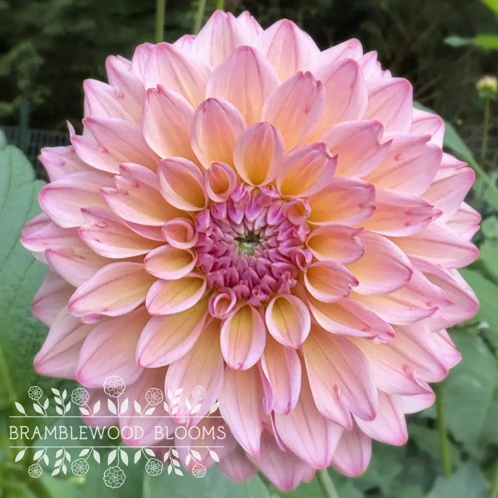 Lee’s Punch Drunk Love tuber