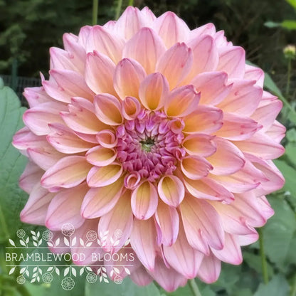 Lee’s Punch Drunk Love tuber