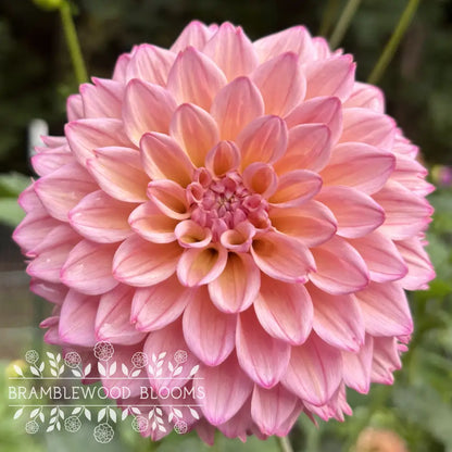 Lee’s Punch Drunk Love tuber