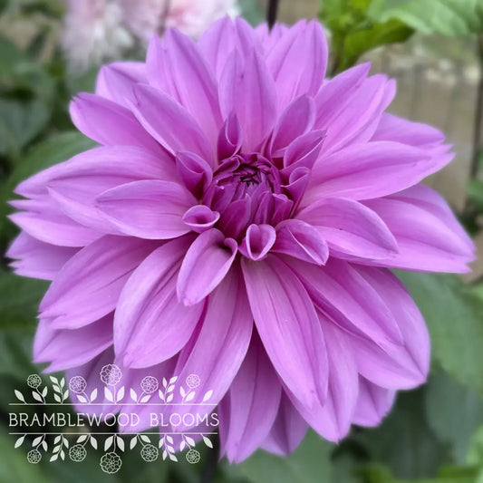 Lilac Time tuber